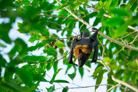 蝙蝠挂在树枝上高清图片