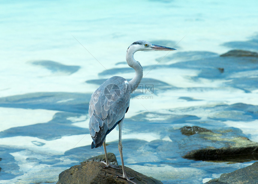 站在马尔代夫岛白沙滩上的灰色海绵图片