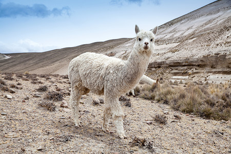 秘鲁安第斯山高清图片