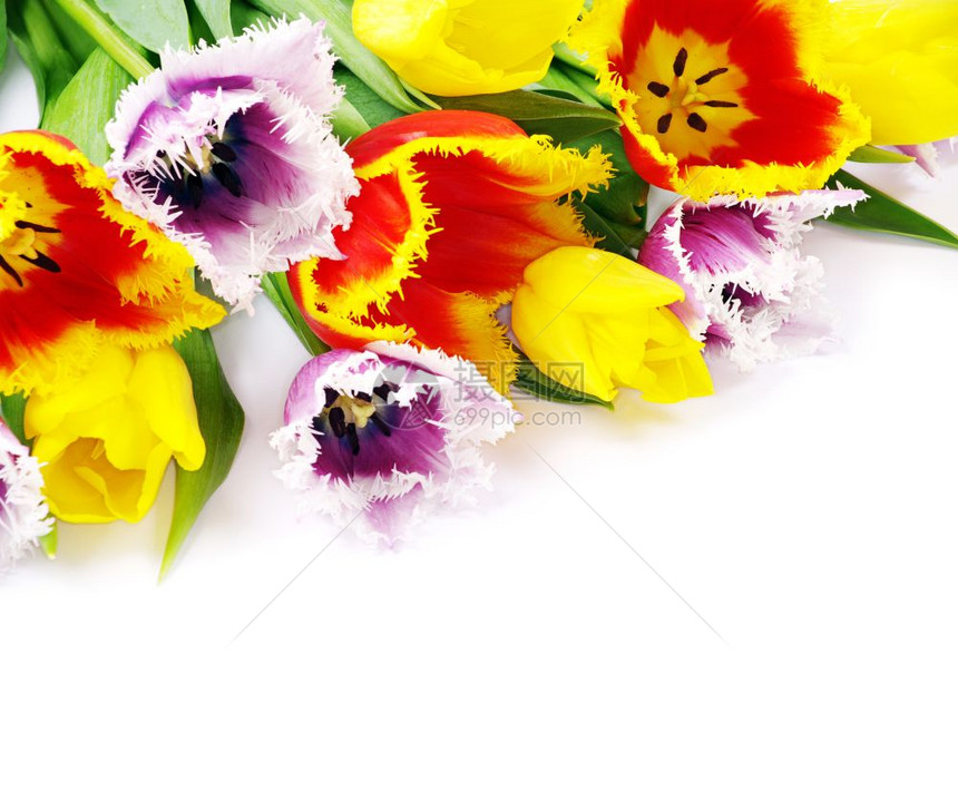 白色背景的新鲜郁金香花束图片