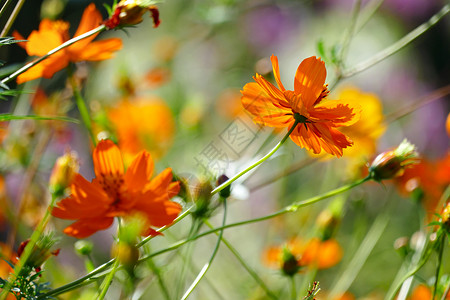 夏花棚上的明亮橙色花朵紫罗兰柔软的焦点模糊背景高清图片