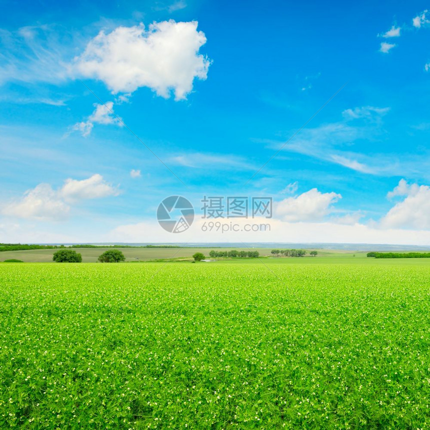 豆田和蓝天空图片