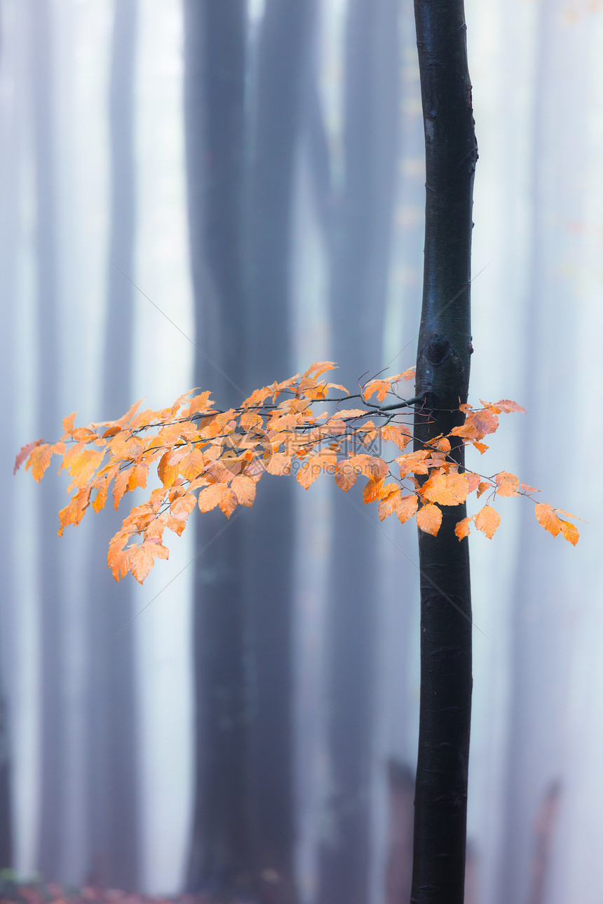 秋雾林明落下颜色旧木图片