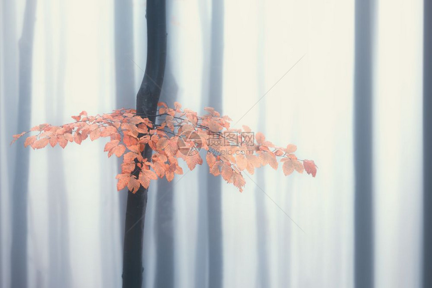 秋雾林明落下颜色旧木图片