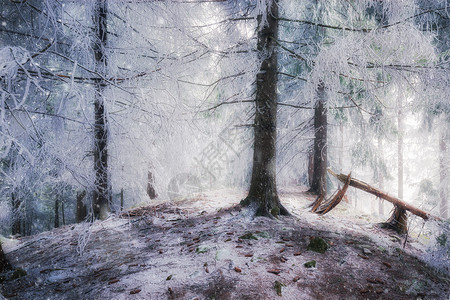 冬季雪仙林图片
