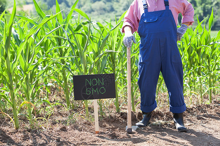 农民站在非转基因生物玉米田前图片