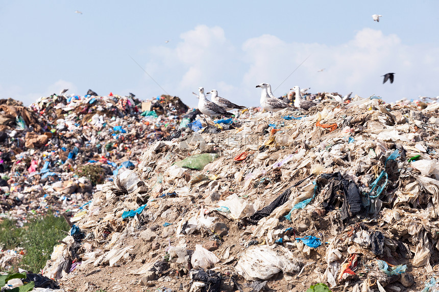 垃圾堆放处的海鸥站在垃圾堆放处的废物上图片