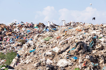 垃圾堆放处的海鸥站在垃圾堆放处的废物上图片