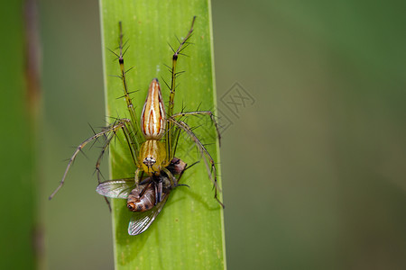 猫蛛科食用绿叶上的苍蝇昆虫动物JanaLynxSpiderOxyopes参考Javanus背景