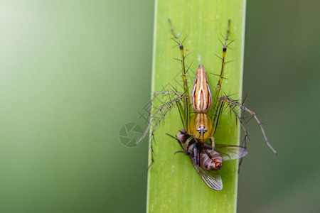 盗蛛属食用绿叶上的苍蝇昆虫动物JanaLynxSpiderOxyopes参考Javanus背景