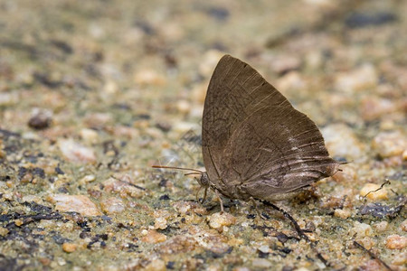棕蝴蝶在地上的照片昆虫动物图片