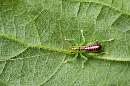 绿色色树叶绿叶上的板球色图像昆虫动物背景