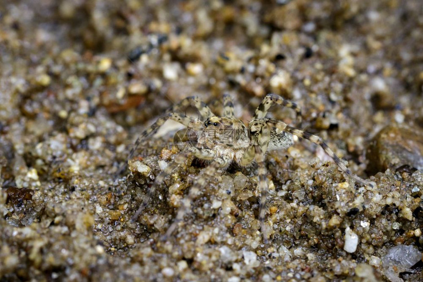 河流狩猎蜘蛛Venatrix竞技场在沙滩上的图像图片