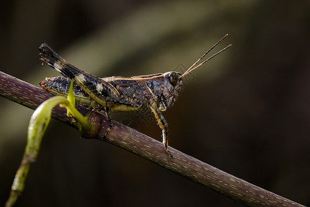 棕色Acrididae在干枝上的图像昆虫图片
