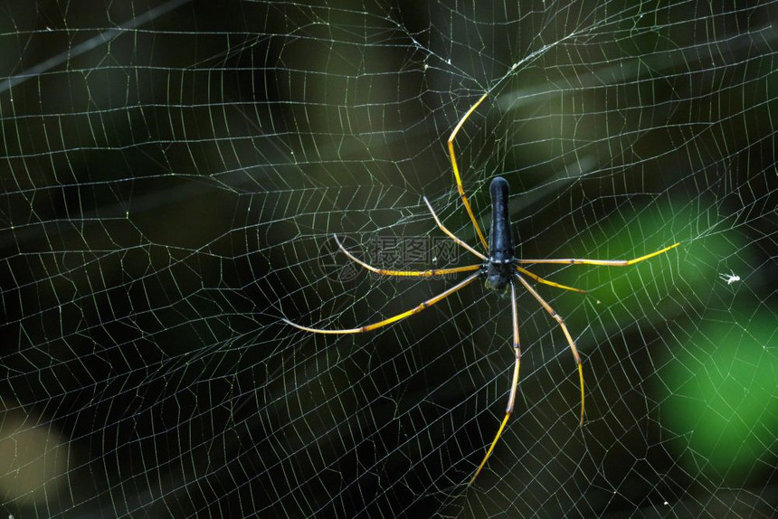 蜘蛛网上的黑乌龟蜘蛛NephilakuhliiDoleschall1859年图像图片