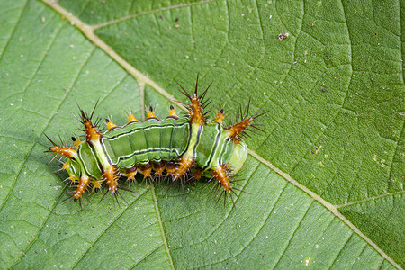 刺蛾幼虫绿色树叶上昆虫动物背景