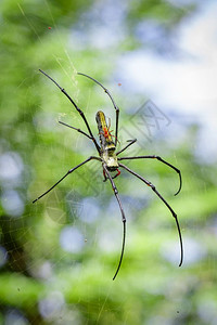 网里有蜘蛛NepidilaMaculataGaintLongjawedOrbweaver女和男的照片背景图片