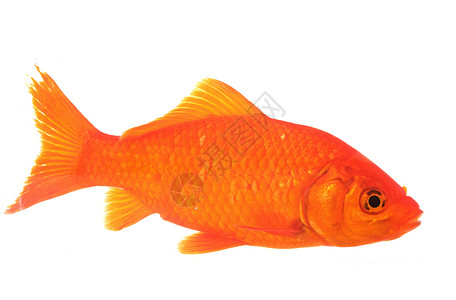 白色背景前的红金鱼背景图片