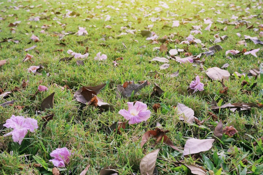 绿草背景的落叶和花朵图片
