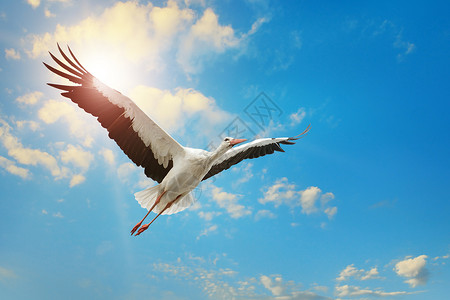 白鹤在太阳的背后天空中飞翔图片