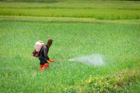 化学皿器农民在稻田喷洒杀虫剂背景