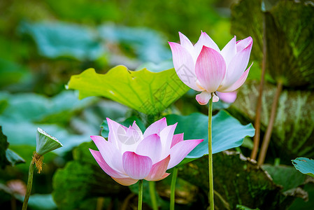 粉色莲花在池子里开背景图片