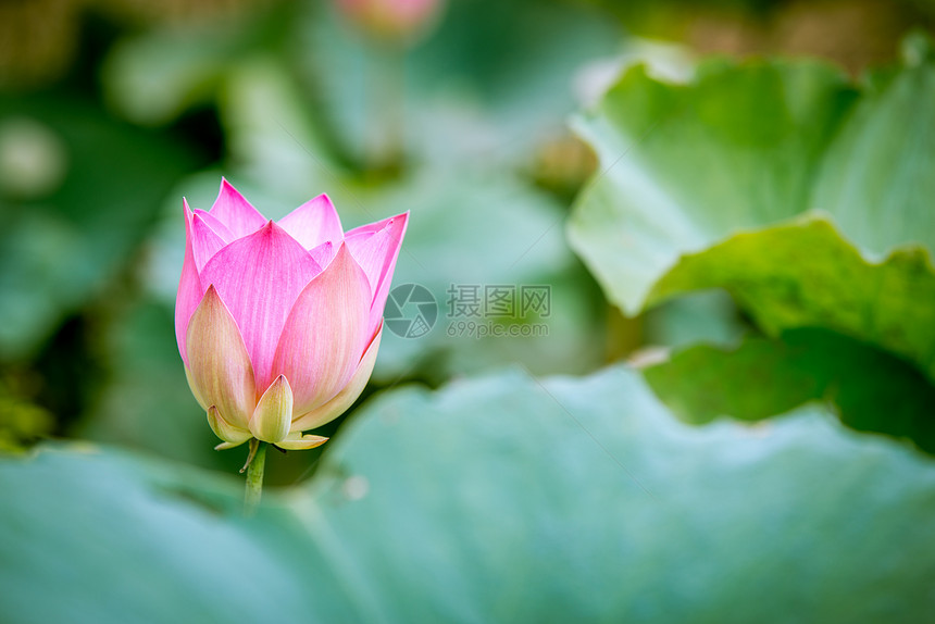 池子里的粉色莲花图片