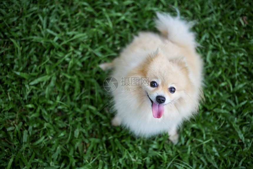 坐在绿草地上食美狗宠物图片