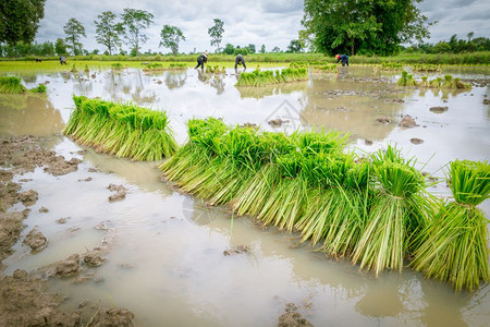 在稻田种植米的农民图片