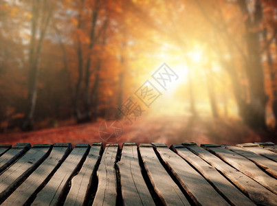 摘要秋天背景阳光明日秋色森林图片