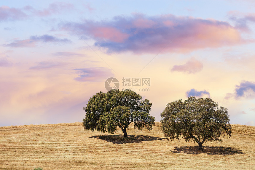 两棵树在日落天空的山丘上图片