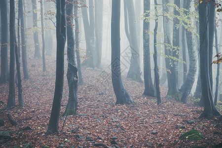 秋雾林黑暗地自然背景图片