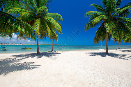 热带海滩有棕榈树和蓝环礁湖图片