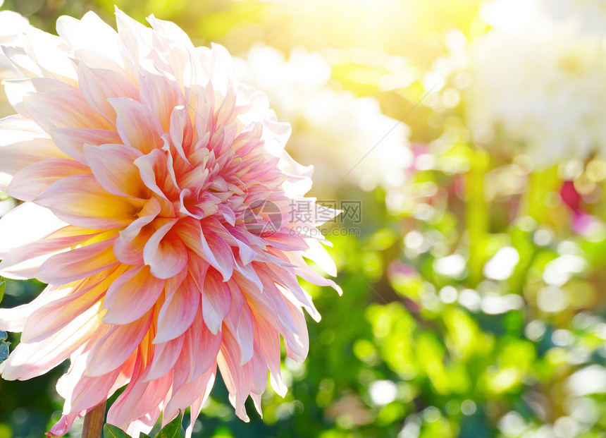 白菊花在阳光的背下浅田地深处专注于花朵图片