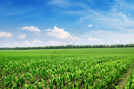明亮的玉米田和有白云的蓝天空图片