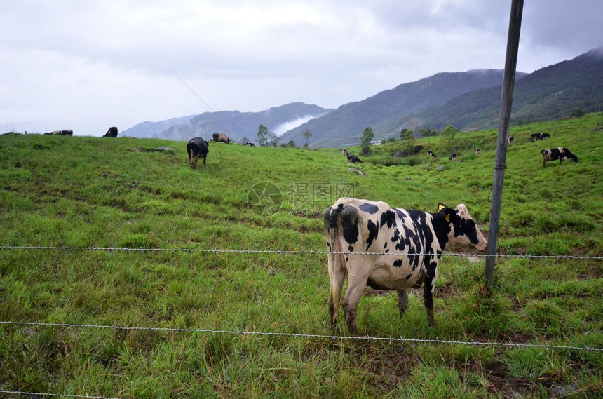 DesaDairy农场Kundasang沙巴的牛图片