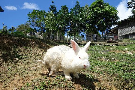 农场户外的可爱兔子图片