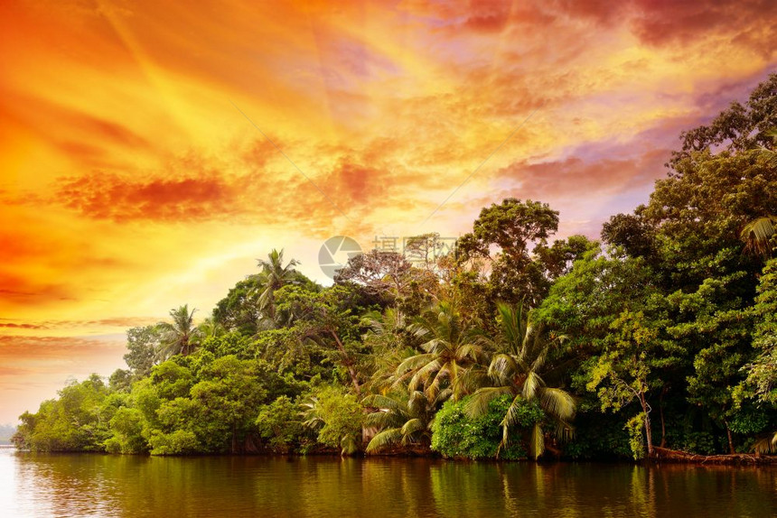 明亮的日出在丛林中湖泊上图片
