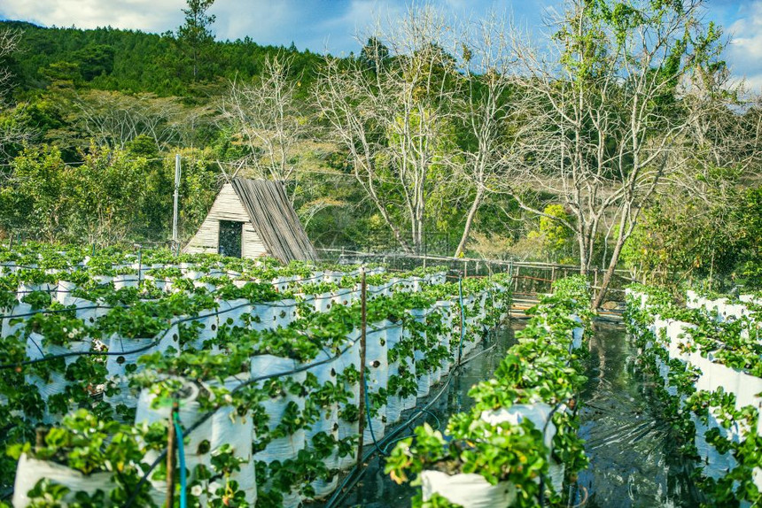 2017年月日草莓田农业场图片