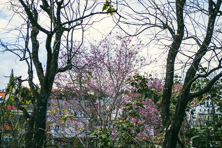 2017年月日春花美丽的大自然樱花盛开在充满活力的粉红中樱花是越南达拉特的色背景图片