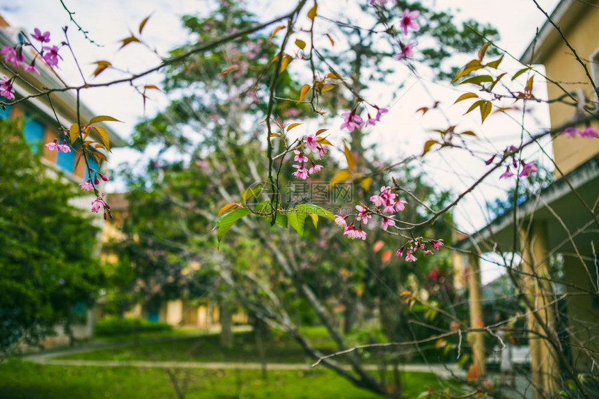 2017年月日春花美丽的大自然樱花盛开在充满活力的粉红中樱花是越南达拉特的色图片