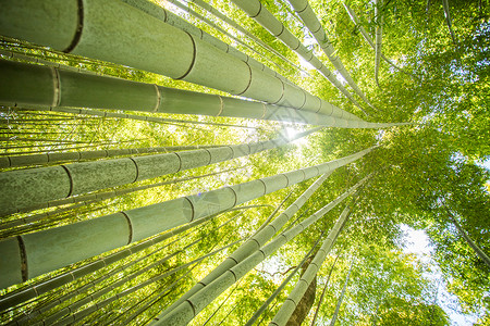 竖井竹林低角视图背景