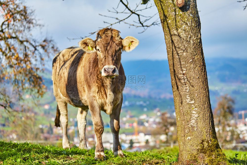 牛群在绿夏草地上放牧牛群在野外图片