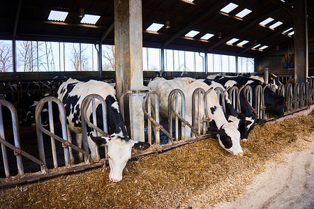 农场养牛许多奶在农场喂养背景图片