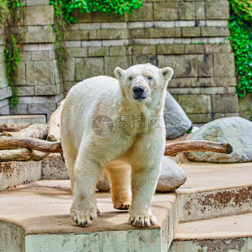 动物园的白北极熊图片