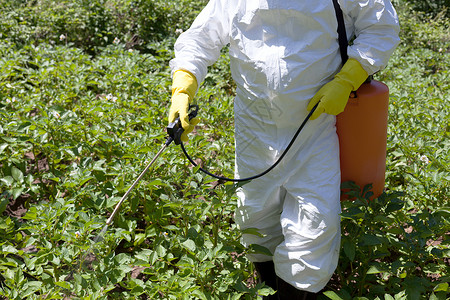 农民在菜园喷洒有毒杀虫剂非机食品图片