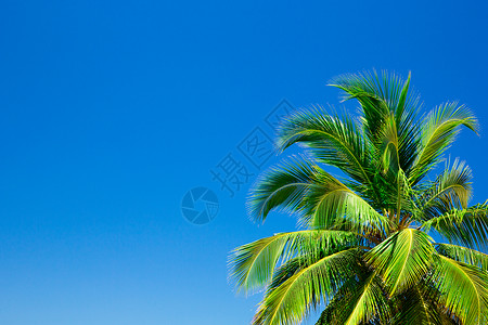 棕榈树对蓝天图片