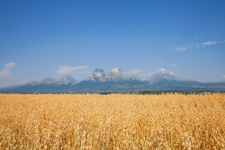 小麦田地貌景观和高山脉背景图片
