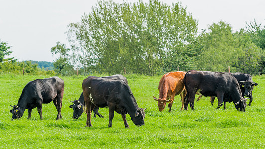 草地上的牛群放牧小图片