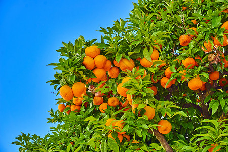橘子花园橙树普通话在上背景图片